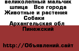 великолепный мальчик шпица - Все города Животные и растения » Собаки   . Архангельская обл.,Пинежский 